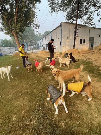 A pack of our daycare dogs in their winter sweaters, enjoying the crisp air and getting ready for more fun.