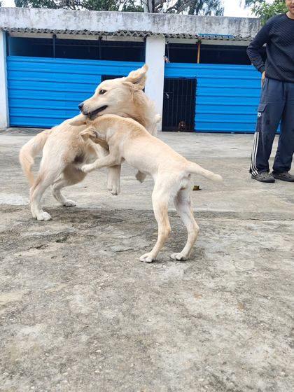 Two light-coated dogs playing hard until they drop. It's great to see them using up all their energy.