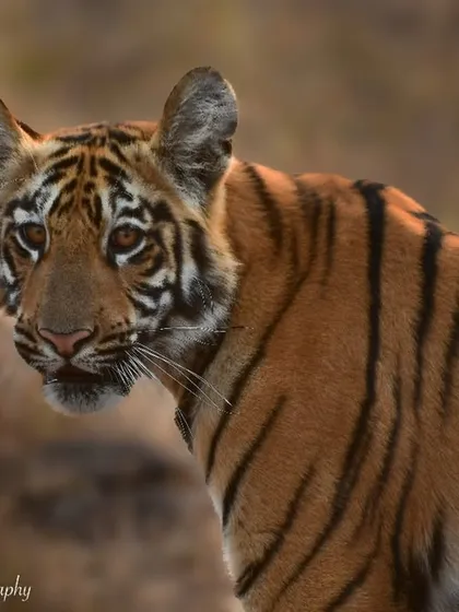 The curious face of Veera's female cub in Tadoba. Her wide eyes are taking in the world, learning the sights and sounds of the jungle. Photographing tiger cubs is a joy, watching them grow and explore.