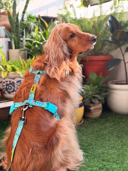 A side profile shot, showing off the fit and design of his new harness.