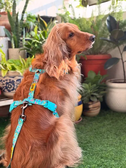 A side profile shot, showing off the fit and design of his new harness.