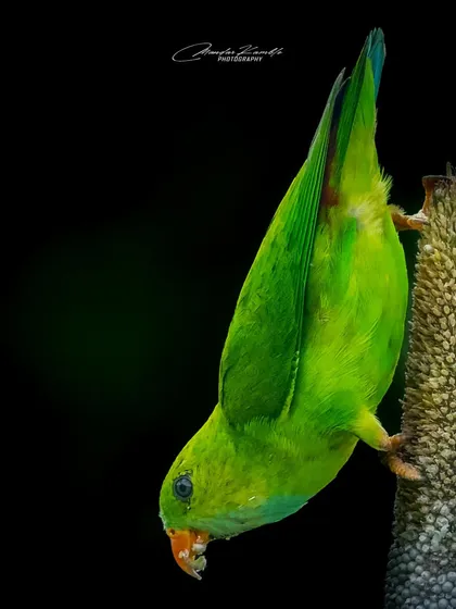 The acrobatic Vernal Hanging Parrot hangs upside down to feed, a behaviour I love to photograph. The black background provides a studio-like quality to this wild moment.