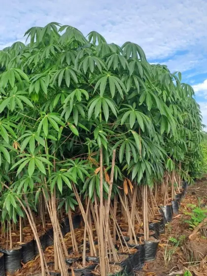 A large batch of Tapioca plants (Manihot esculenta) in our nursery. Their large, palmate leaves add a bold, tropical texture to any garden.