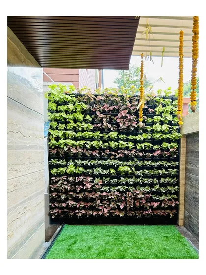 This residential vertical garden is a perfect example of how we turn a blank wall into a living piece of art. We used a mix of Syngonium and other foliage plants with varied colors and textures to create a dynamic and beautiful feature.