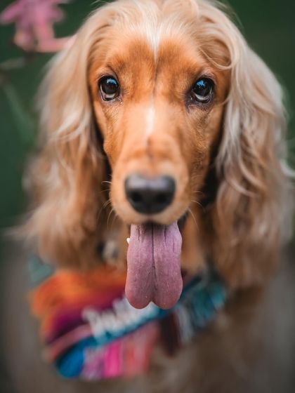A close-up that captures Posto's expressive eyes and happy tongue-out smile.