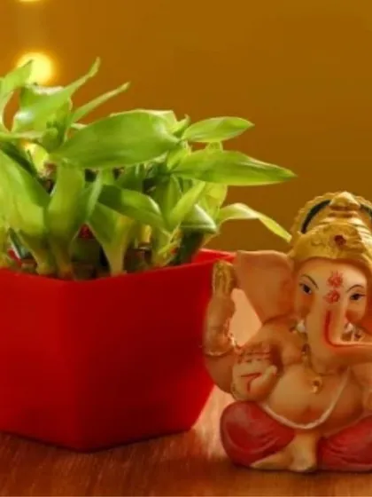 This thoughtful gift combo pairs a Lucky Bamboo plant, known for bringing good fortune, with a serene Ganesha idol. It's the perfect green gift for housewarmings, new beginnings, or festive occasions.