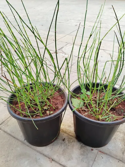 These decorative water plants are perfect for adding a unique touch to your home garden. All types of plants are available for order this monsoon season.
