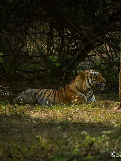A beautiful tiger named Tala relaxing in a patch of sunlight in Tadoba. The play of light and shadow in the forest can create stunning, almost painterly portraits.