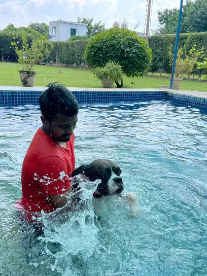 Guiding a Boxer through the water during a swim session. This controlled exercise helps improve his cardiovascular health and muscle tone while being a fun and engaging activity.