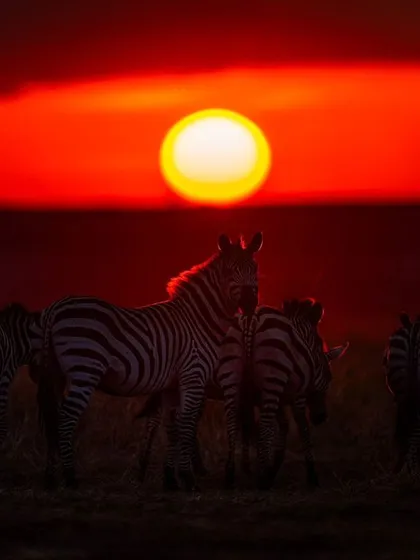 A herd of zebras silhouetted against a fiery African sunset in the Masai Mara.