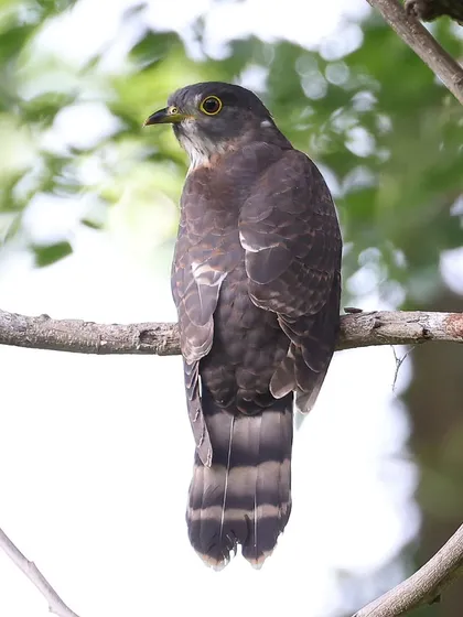 The Hodgson's Hawk-Cuckoo is an uncommon migratory bird in Singapore and a brood parasite, meaning it lays its eggs in the nests of other birds. Named after the 19th-century ornithologist Brian Hodgson, it's a fascinating species to observe.