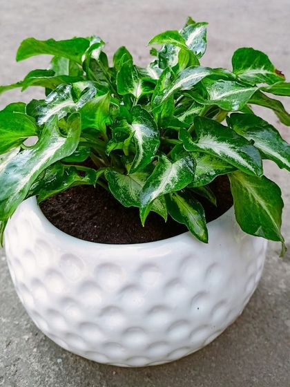 Multiplex Urban Green - Landscape & Garden Services Indoor & Air-Purifying Plants photo 4