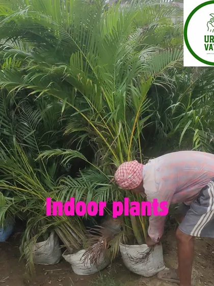 An employee tending to large Areca palms at the nursery. I take great care of my plants at every stage.