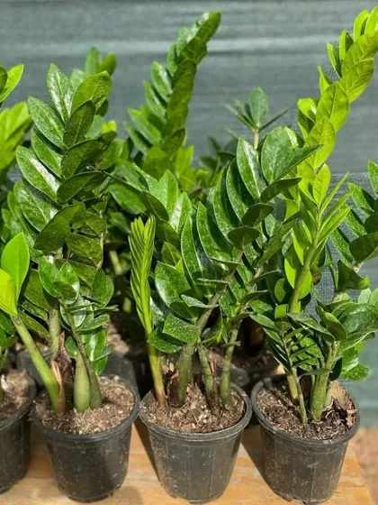 Another look at a batch of healthy ZZ plants, showing their strong tuberous roots from which new shoots emerge.
