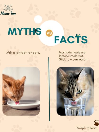 Meow Inn - Cat Hotel & Boarding Your Guide to Feline Wellness photo 6