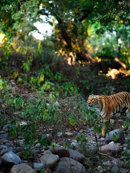 A tiger in the lush landscape of Corbett National Park. The play of light and shadow through the dense foliage creates a painterly effect.