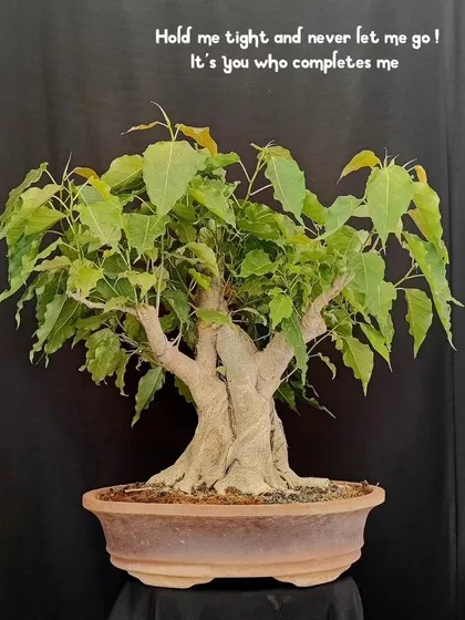A twin-trunk Bodhi tree bonsai in training. The two trunks intertwine, symbolizing a deep and inseparable bond, as if holding each other tight.