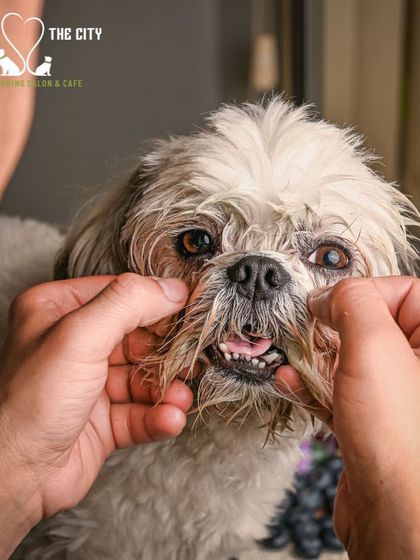 Tails of the City - Pet Spa & Creative Styling The Ultimate Spa Experience photo 3
