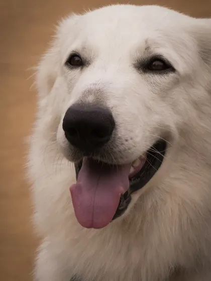 A portrait of one of our beautiful white-coated dogs, relaxed and happy in the park environment.