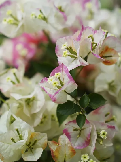 A beautiful bi-color Bougainvillea with white bracts tipped in pink. This variety offers a unique and delicate look compared to its solid-colored relatives.