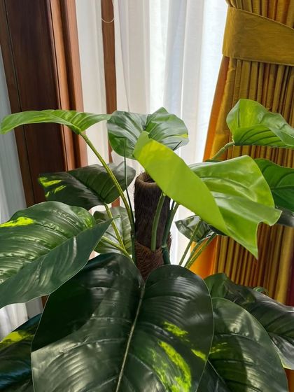A close-up of one of our artificial Monstera plants. The details on the leaves make it look incredibly realistic, perfect for adding a touch of the tropics indoors.