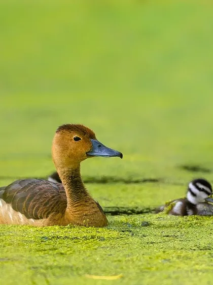 A heartwarming series of a Lesser Whistling Duck mother with her numerous tiny ducklings in a moss-covered pond in Bandipur. These images capture the vulnerability and charm of new life in the wild.