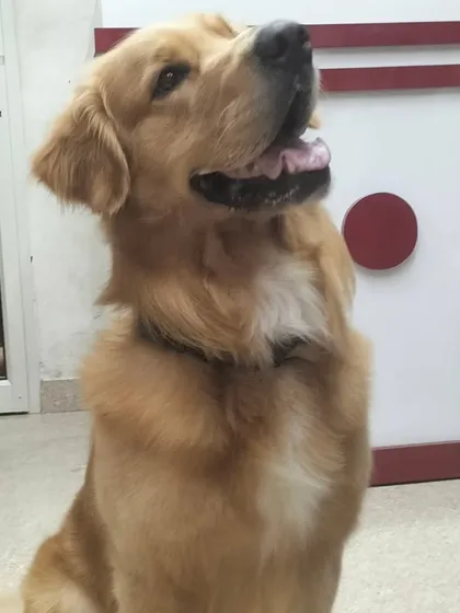 That look of pure satisfaction. This Golden Retriever feels so much better after getting all the extra fur trimmed and his coat cleaned.