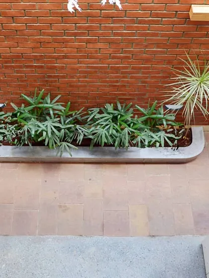 An overhead view of the planter bed in the internal courtyard. This small patch of green is vital for creating a refreshing micro-climate within the home.