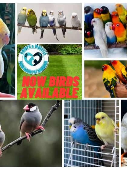 We now have birds. After many requests, we've expanded to include a variety of adorable birds, from cockatiels and lovebirds to finches and budgies, ready to fill your home with cheerful chirps.