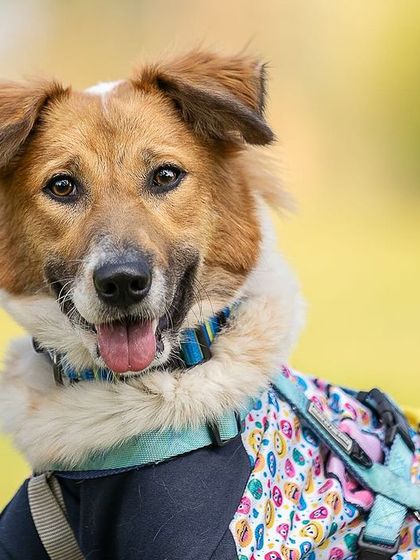 Pragalbh - Commercial Pet Photography Product & Brand Photography photo 5