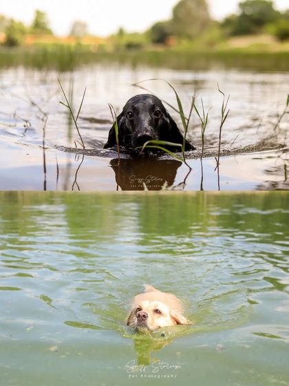 Sniff Stories - Pet Videography Paws, Splashes, and Muddy Noses photo 40