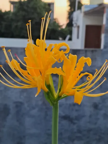 Bhardwaj - Urban Gardening Consultation A Riot of Colorful Flowers photo 71