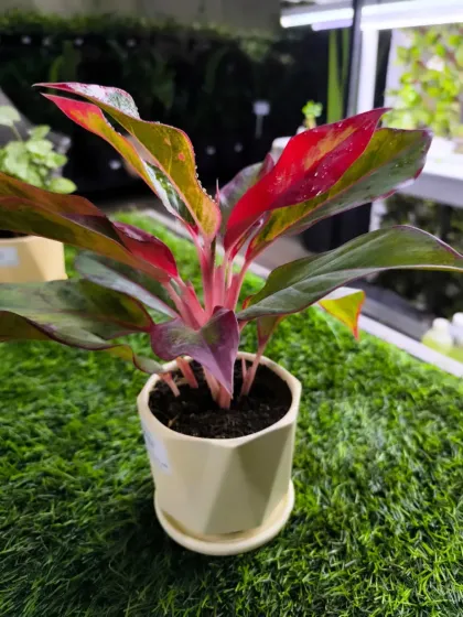 For Women's Day, we have a stunning array of plants to delight the special women in your life. From mini landscapes and terrariums to elegant potted plants, a green gift is a gift of life.