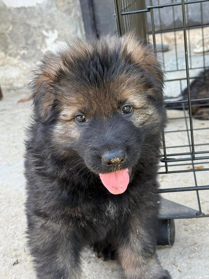 A close-up of a sable GSD puppy from our "Wolf Pack" litter. This is the face of pure potential, bred from generations of proven working dogs.