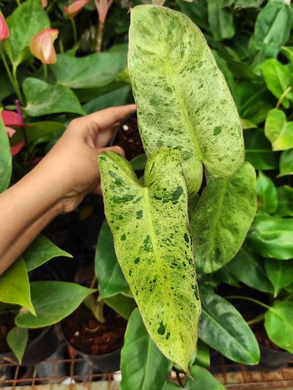 The Philodendron Paraiso Verde is a true beauty with its mottled green variegation. This rare find is available at our Horamavu store for serious collectors.