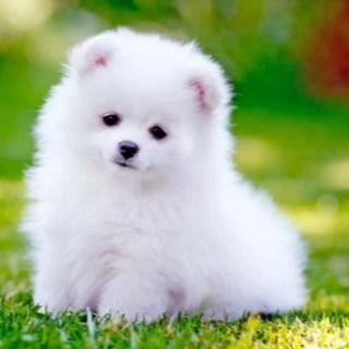 This little ball of fluff is a Pomeranian puppy. Keeping their thick coat clean and brushed is very important, and I love doing it.