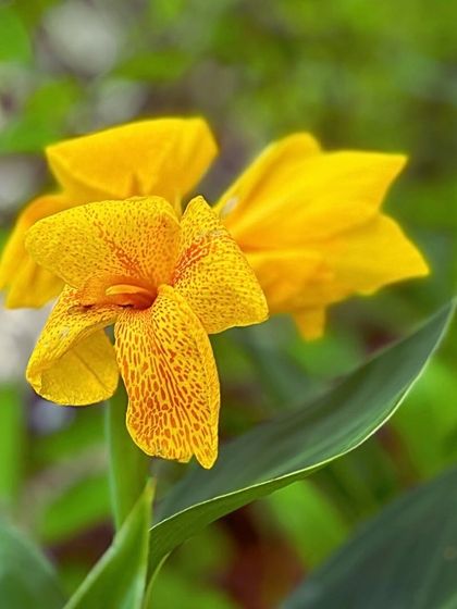 Our Native Plant Showcase photo 33