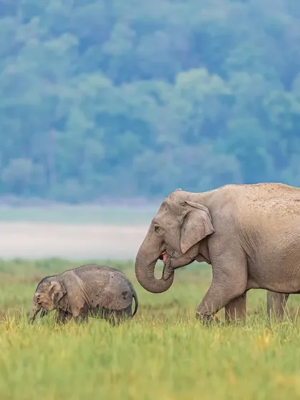A mother and baby elephant strolling gracefully with the majestic mountains of Jim Corbett in the background. This frame tells a story of the wilderness and the generations that inhabit it.