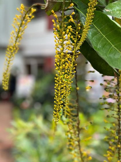 The delicate, cascading yellow flowers of the Thryallis plant, also known as Rain of Gold. This shrub provides a beautiful weeping form and continuous blooms.