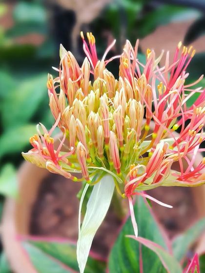 Flowering Beauties photo 12