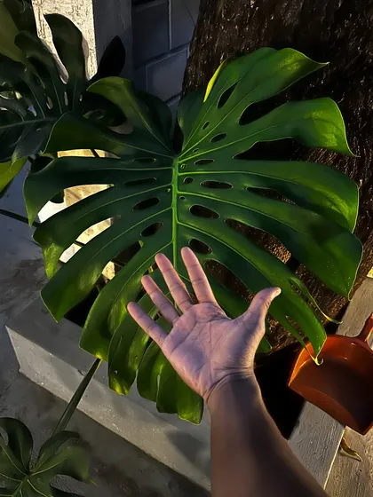 The sheer size of this Monstera Deliciosa leaf is a testament to its health and maturity. We nurture our plants to help them reach their full, magnificent potential, creating living works of art.