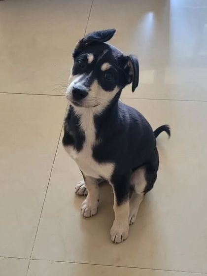 What's that you said? Did someone say "treats"? Meet Sofie, a 3-month-old desi girl with the cutest head tilt and expressive ears. She is a smart, curious puppy looking for a family to explore the world with.