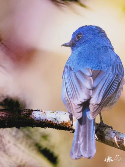 A male Nilgiri Flycatcher, a prized endemic species of the Nilgiri and Palani hills. Its deep blue plumage is a sight to behold, and finding it is a highlight of my tours here.