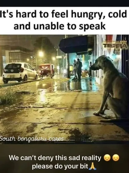 The sad reality for so many on the streets. It's hard to be hungry, cold, and unable to speak. You don't have to adopt them all, but the least you can do is not hurt them.