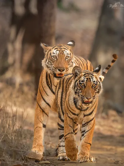 A mother and sub-adult tiger walk in sync. This image, captured for International Tiger Day, celebrates the strong bonds within tiger families.