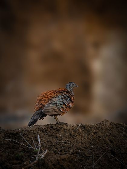 The painted spurfowl, a shy bird of the pheasant family, standing on a mound of earth. Its mottled plumage provides excellent camouflage in its scrub forest habitat.