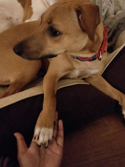 Another moment of connection with Kulfi. I am patient and gentle, especially with rescue pups who need a little extra love and time to feel safe.