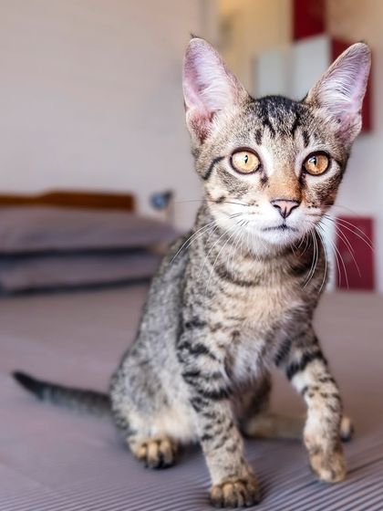 Bro the rescued tabby looking curious and alert on the bed. His confidence and comfort at home are clearly visible.