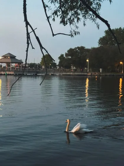 A beautiful evening shot of a swan on the water, adding a touch of nature and serenity to my content feed.