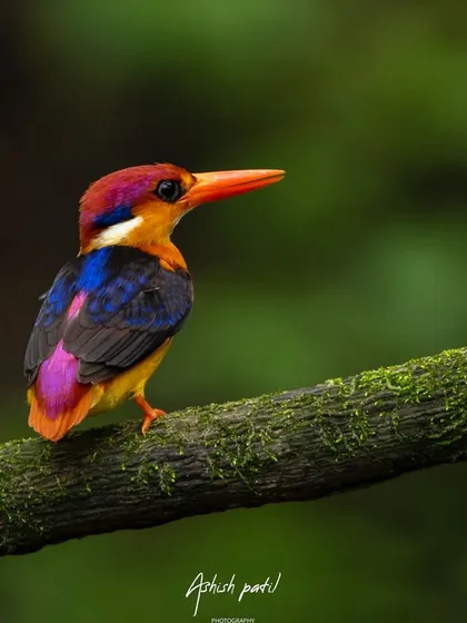 I call this one the 'Colour Bomber'. The Oriental Dwarf Kingfisher is one of the most vibrant and tiny jewels of the forest, and capturing its brilliant plumage in Panvel was a moment of pure joy.